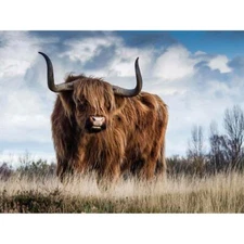 Scottish Highland Cow Coo 12X16 Inch Framed Art Print