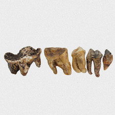 Fossilien U. Spelaeus Backenzähne 5 STK Molar Quartär Pleistozän Eiszeit