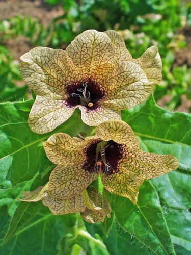 200 Black HENBANE Nightshade Hyoscyamus Niger Flower Seeds - 第 1/10 張圖片