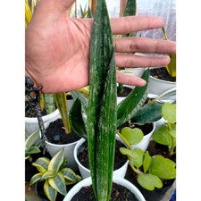 Sansevieria Austrian Black Spot Rare Uniqe Snake Plant