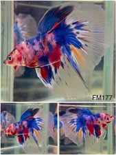 Male Betta Live Fish - Koi Candy Galaxy Halfmoon - FM177 - High Quality A+*