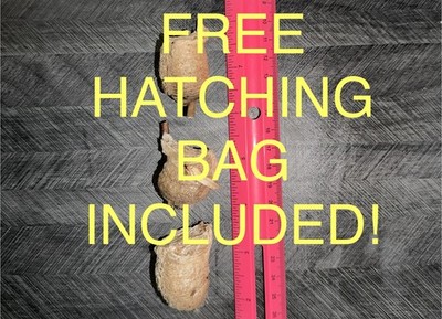 3 XL Large Chinese Mantis Egg Case - 200+ Nymphs - Fresh 2026 Harvest - Maryland