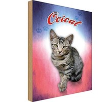 Holzschild 18X12 Cm Katze Ocicat Tier Haustier Deko Geschenk Holz Schild