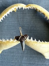 SHARK TOOTH PENDANT..fossilized 3/4 inch lower Lemon from Venice Florida.