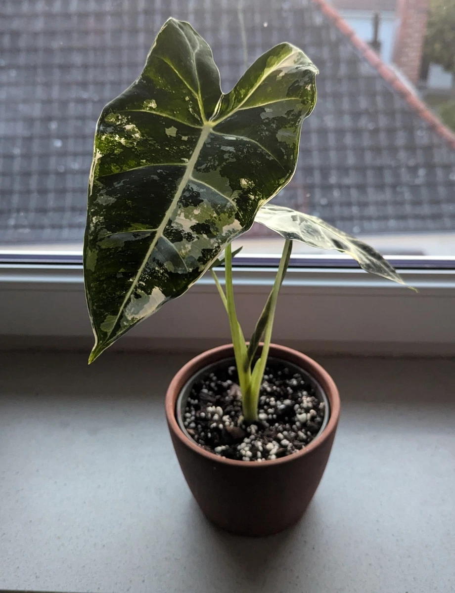 Meerrettichbaum Exotische Duftende Zimmerpflanze  Pflegeleicht Fr Wohnung