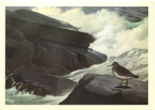 1967 Vintage Print Painting Shorebird Purple Sandpiper Bird Birds