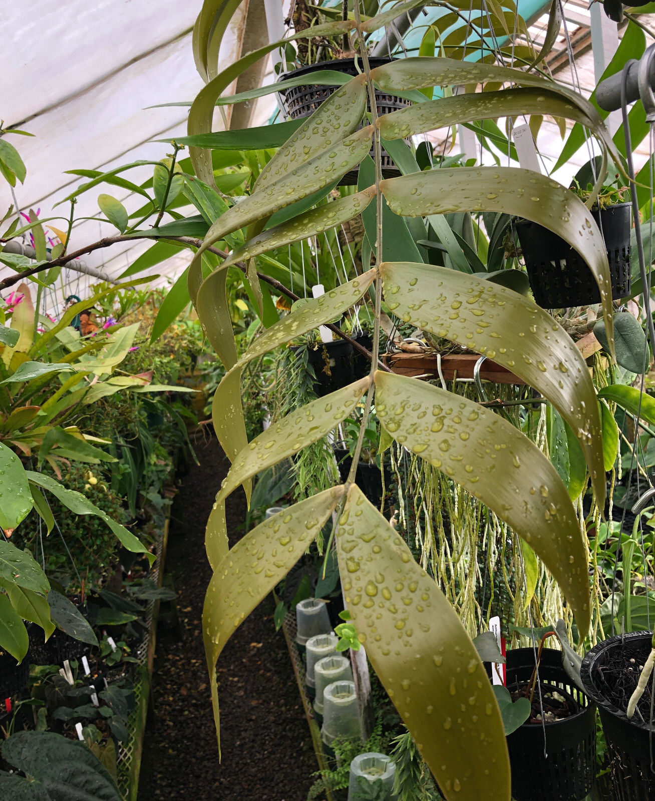 Zamia pseudoparasiticaHoly Grail epiphytic cycad artificially