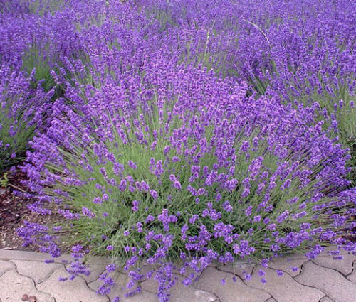 ENGLISH LAVENDER Lavandula Angustifolia - 1,100 Bulk Seeds - Picture 1 of 1