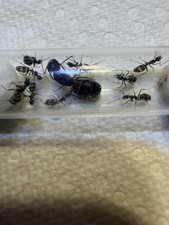 Red Carpenter Ant Queen W/7-15 Workers. Camponotus Chromaiodes
