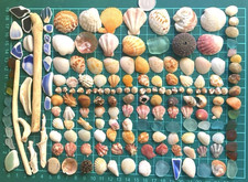 sea Shell from Japan  Assortment of natural materials