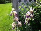 New ListingBearded Iris rhizomes (6)