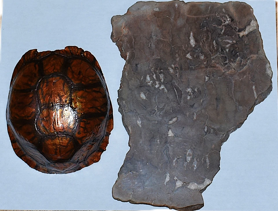 Eastern Box Turtle Shell Appalachian Taxidermy Art & Appalachian Coral Fossil - Image 2 of 4