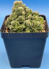 Crassula Pangolin RARE Crassula Hybrid - Ships in 3.5” pot