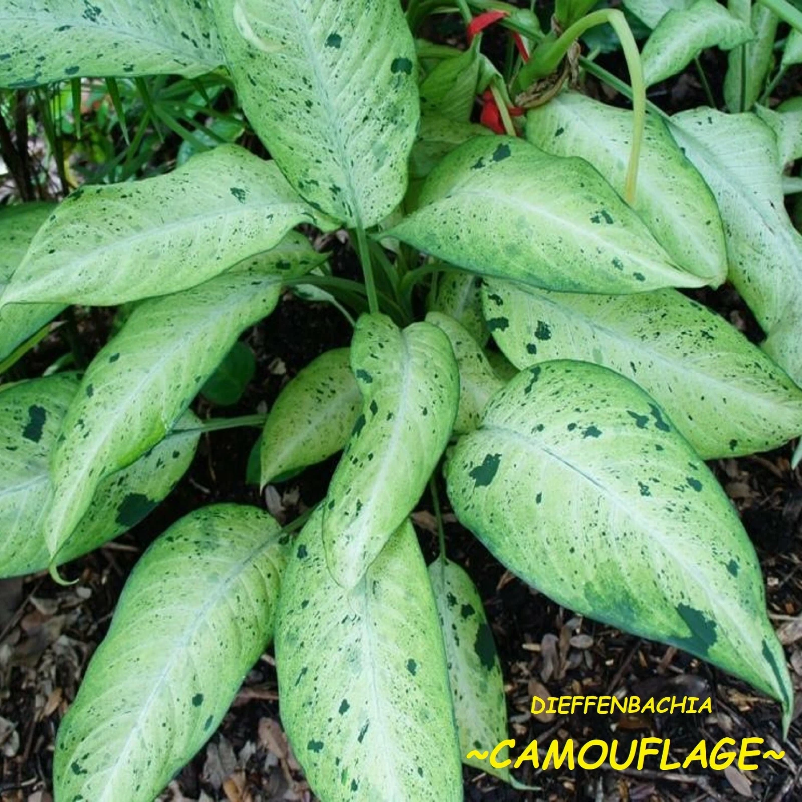 ~Dieffenbachia Camouflage~ Dumb Cane Premium Indoor Foliage Potted Starter Plant
Opens in a new wind