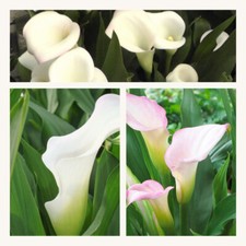 Zantedeschia (Calla Lily) Crystal Blush x 3 Flower Bulbs. White Summer Flowers.