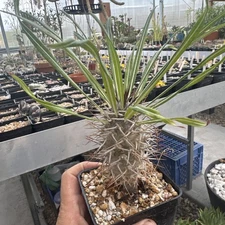 Pachypodium mikea Live Plant Rare Succulent