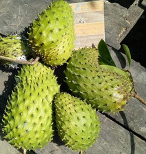 Giant Bangkok Soursop Seedss - 100 pcs  Annona muricata  for Planting