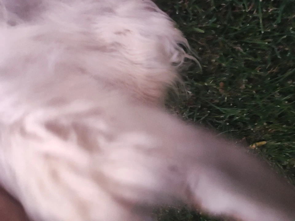 Alfombra Anmial 60 X 60 Foto 4 de 4