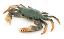 Crab Sea Animal Toy PVC Action Figure Doll Kids Toys Party Figurine Gifts