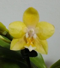 Phal Younghome Golden Pixie - Blooming Size