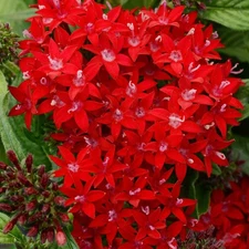 1000+ Perennial Pentas Lucky Star Seeds for Planting Outdoor-Pentas Lanceolat.