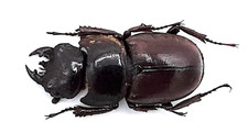 Lucanidae, Serrognathus (Dorcus) taurus jampeanus, A1-, 21 mm, Jampea, #LD401
