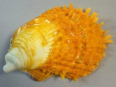 Spondylus Spiny Oyster Shell Large 73.8mm Orange Thorny seashell  display