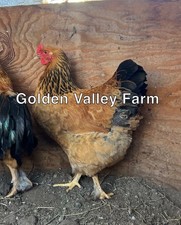 Buff Brahma 6 Hatching Eggs Read Description 