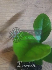 Eureka Lemon Tree Seedling (Citrus limon 'Eureka') Live Tree - Multiple Sizes