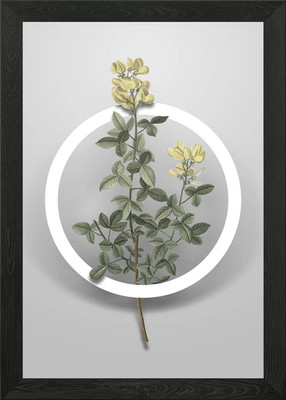 Gemeine Zytisus Blume Kunst Gerahmtes Wandbild Poster Leinwanddruck Bild
