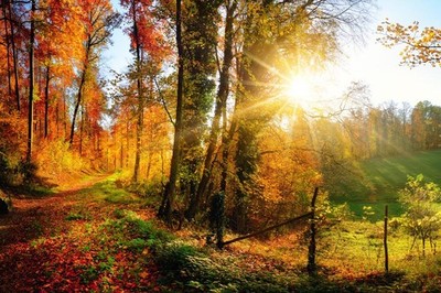 Gorgeous Forest Autumn Fall Leaves Seasons Changing Nature Landscape Panorama Ph