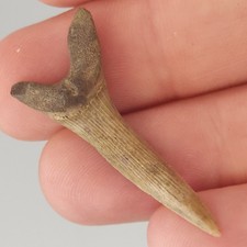 Scapanorhynchus 0.00