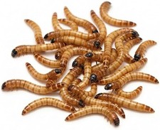 Superworms - Large 100 Count