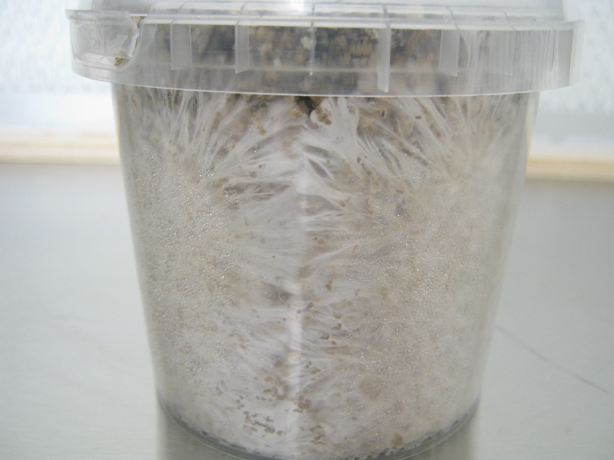 10 Pack Mushroom Grow Bags With 0.30um Filter - Autoclave Safe Substrate Bags