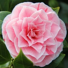 Camellia Japonica Bonomiana Evergreen Flowering Hardy Garden Shrub Plant in