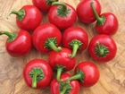 CASCABEL BOLA CHILI 30 SEEDS PEPPER CHERRY BOMB SEED SPICY CHILI