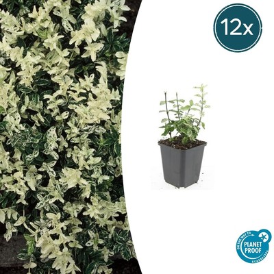 12x Euonymus fortunei 'Harlequin'   bunter Bodendecker | Pflanzfix24
