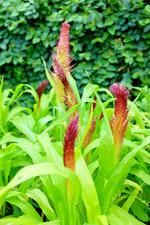 30 JADE PRINCESS MILLET SEEDS - Pennisetum glaucum 'Jade Princess'