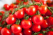 120+ SUGAR BOMB CHERRY TOMATO SEEDS -------------- Heirloom - Organic - Non GMO