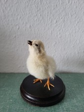 Taxidermy / Präparat - Süßes Kücken, Ostern, Inneneinrichtung, Geschenkidee