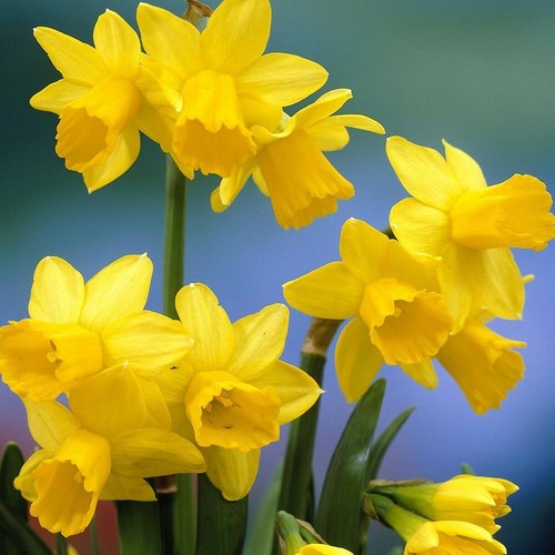 Sunny Spring Flower Bulb Collection : Tete a Tete / Muscari Armeniacum Bulbs. - Picture 3 of 4