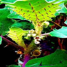 Naranjilla Orange Tree Seeds (Solanum quitoense) "Lulo Quito" Garden Fruit Plant