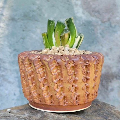 Haworthia Truncata Variegata - Variegated Horse's Teeth Succulent - Picture 6 of 9