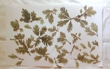 Green OAK Leaves Large Lot Smaller Sizes Dried Pressed On Branches