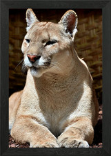 Big Cat Framed Wall Art Poster Canvas Print Picture
