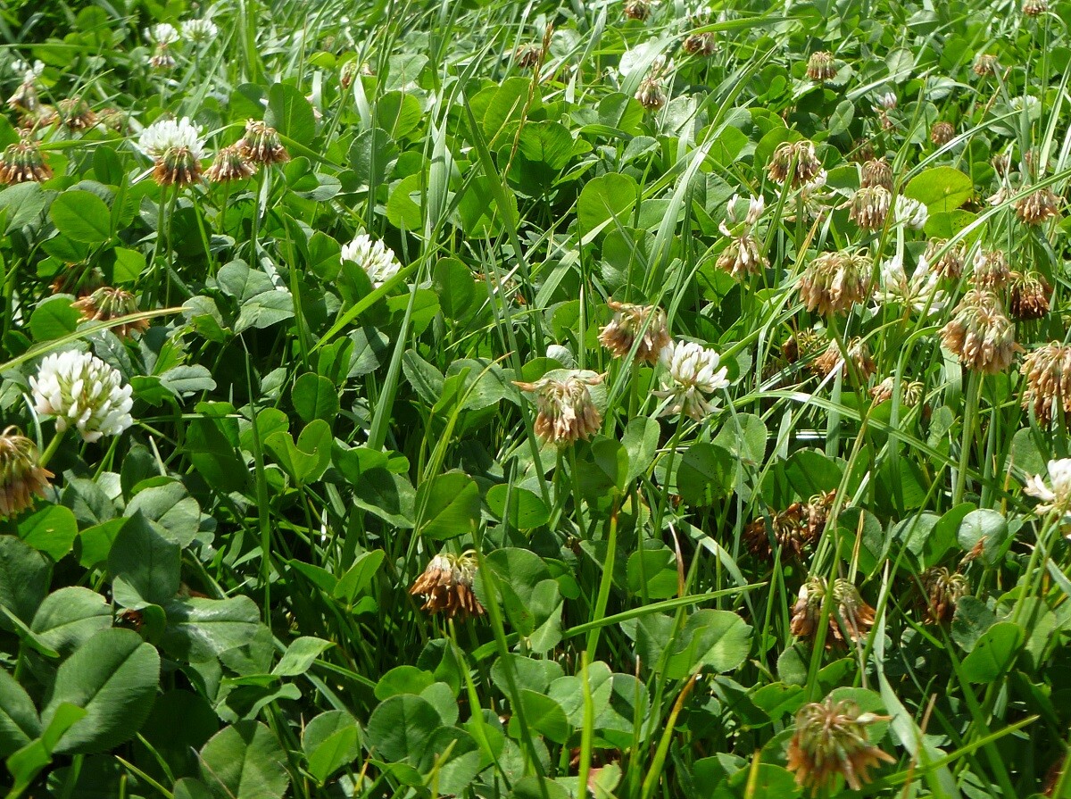 Ultra Premium Stamina White Clover Seed Large Leaf Tall Growth Coated 5LB Bg NEW eBay
