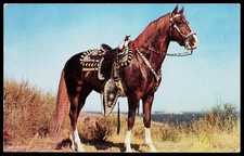 1950s Western Silver Parade Saddle Chestnut Horse Postcard Theda Emerson Hall