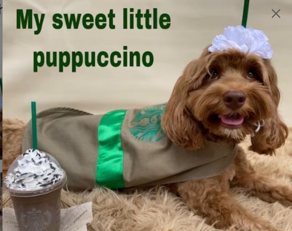 NEW frappuccino coffee Dog Halloween Costume S M L XXL handmade