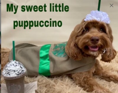 NEW cappuccino coffee Dog Halloween Costume S M L XL XXL handmade food  Starbucks