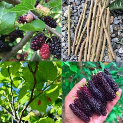 Rare Pakistani mulberry tree Morus macrora live cuttings organic rooted Planting